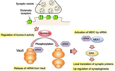 Novel Molecular Basis for Synapse Formation: Small Non-coding Vault RNA Functions as a Riboregulator of MEK1 to Modulate Synaptogenesis